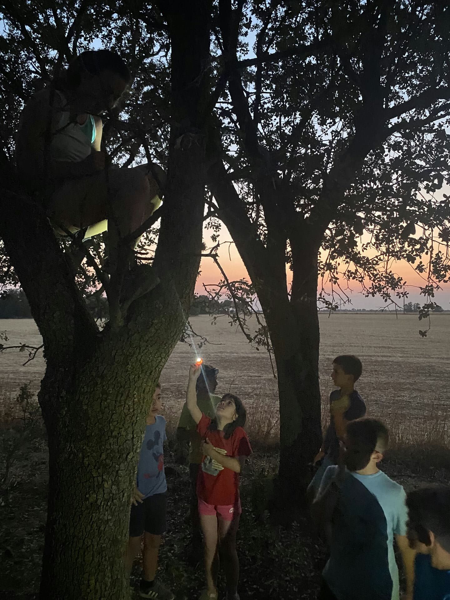 Niños explorando un árbol al anochecer